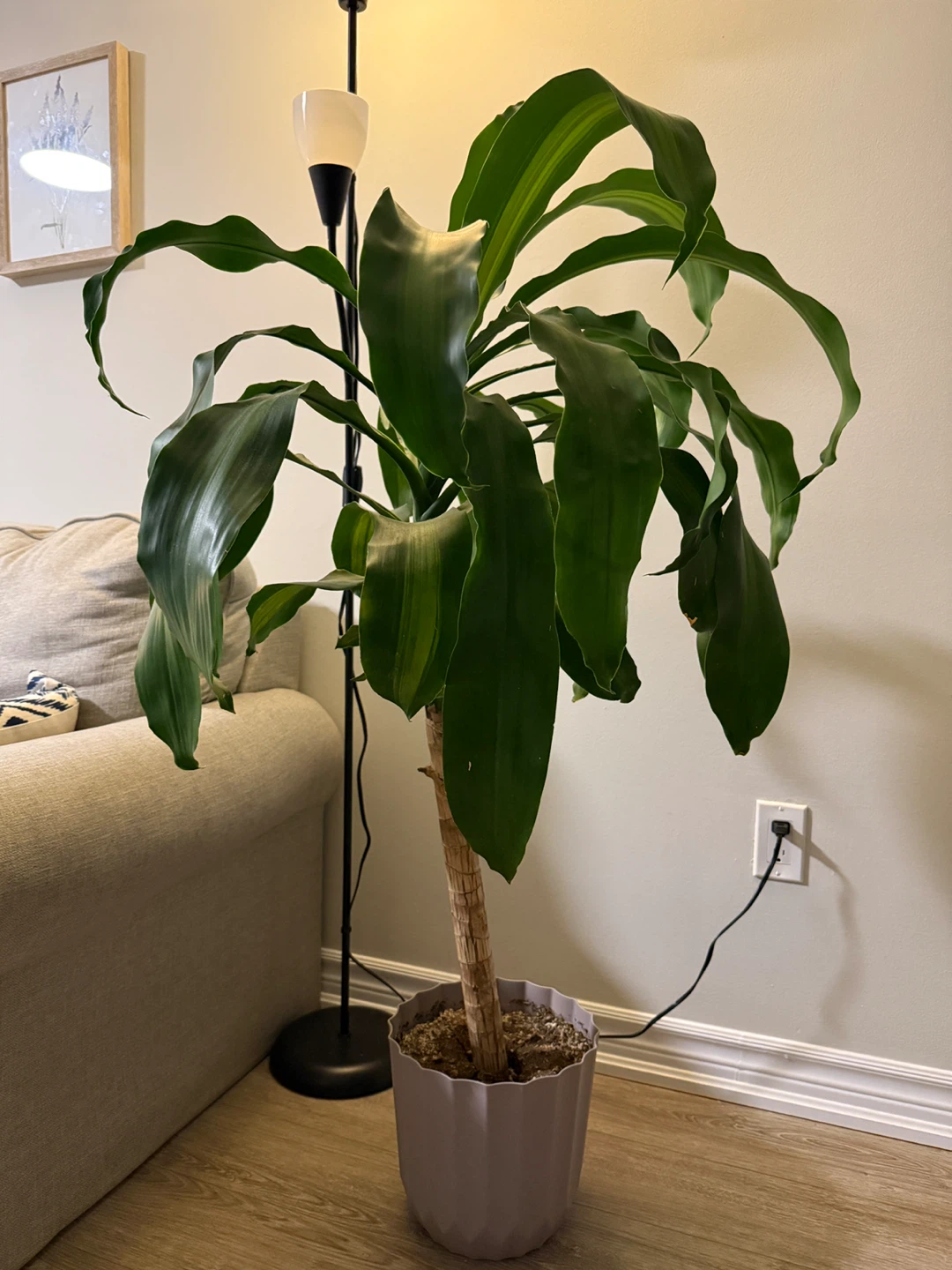 Dracaena Fragrans Indoor Plant
