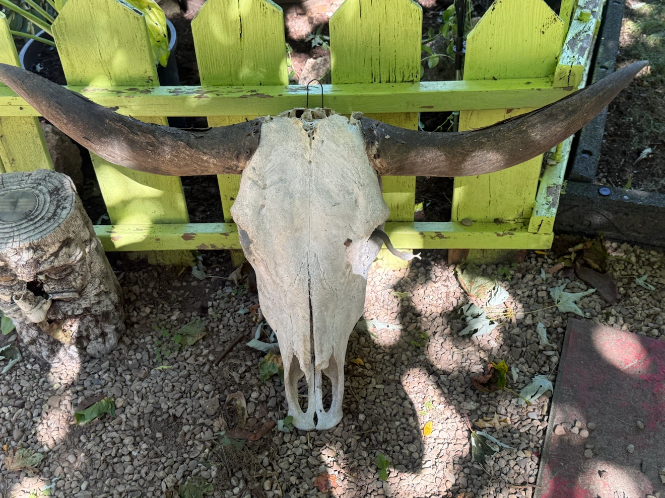 Texas Longhorn steer or cattle skull