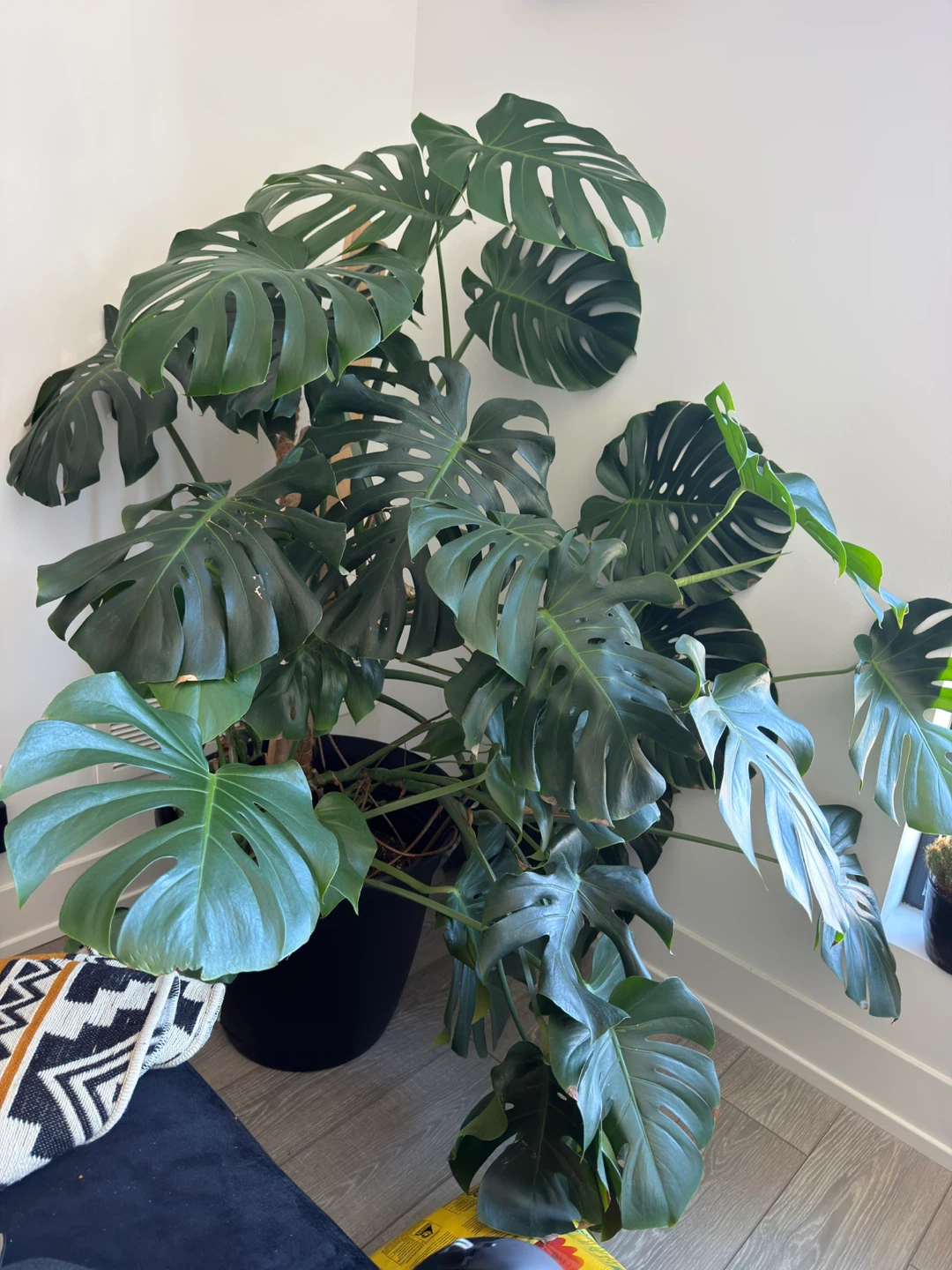 Large Monstera Deliciosa