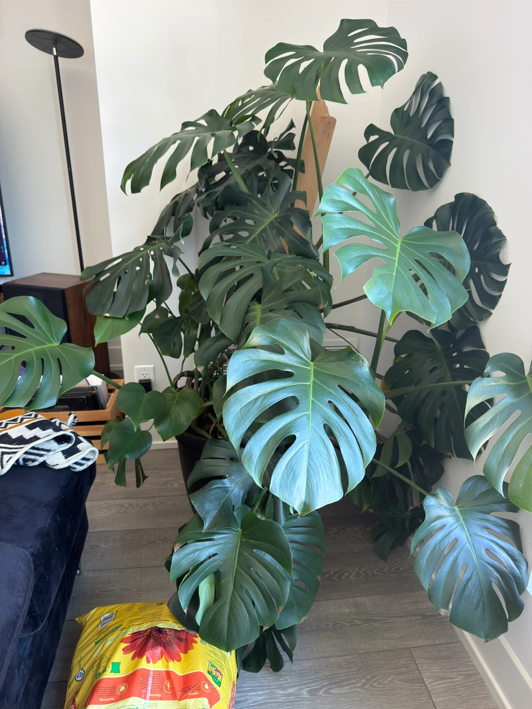 Large Monstera Deliciosa - photo 2