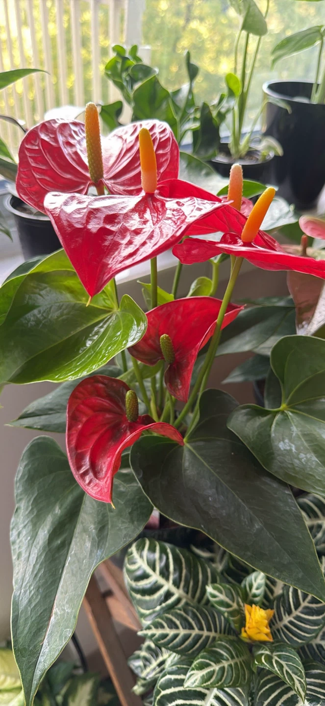 Red Anthurium Houseplant
