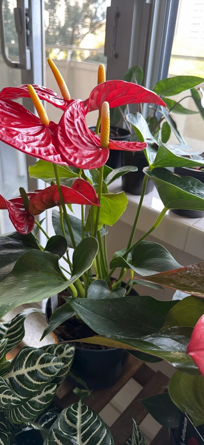 Red Anthurium Houseplant - photo 2