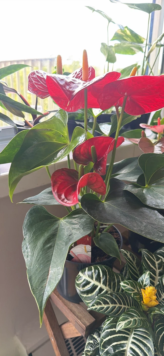 Red Anthurium Houseplant - photo 3