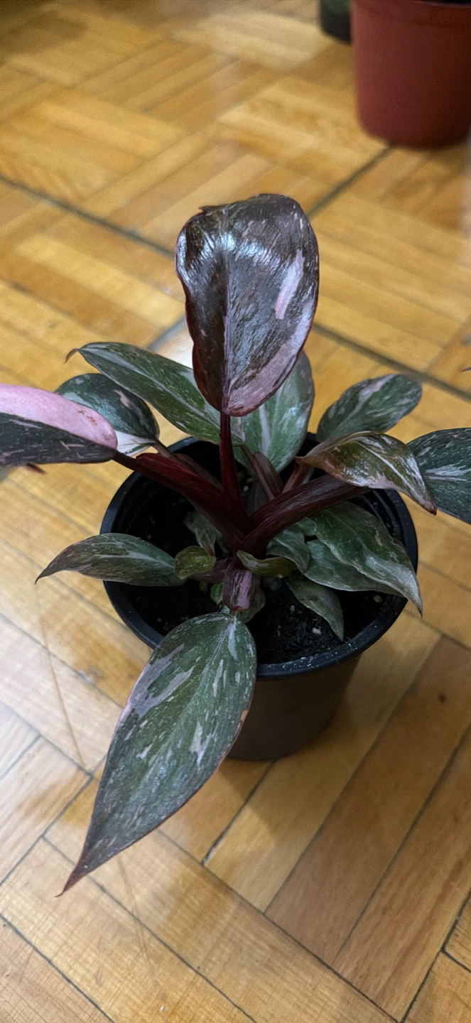 Philodendron Pink Princess
