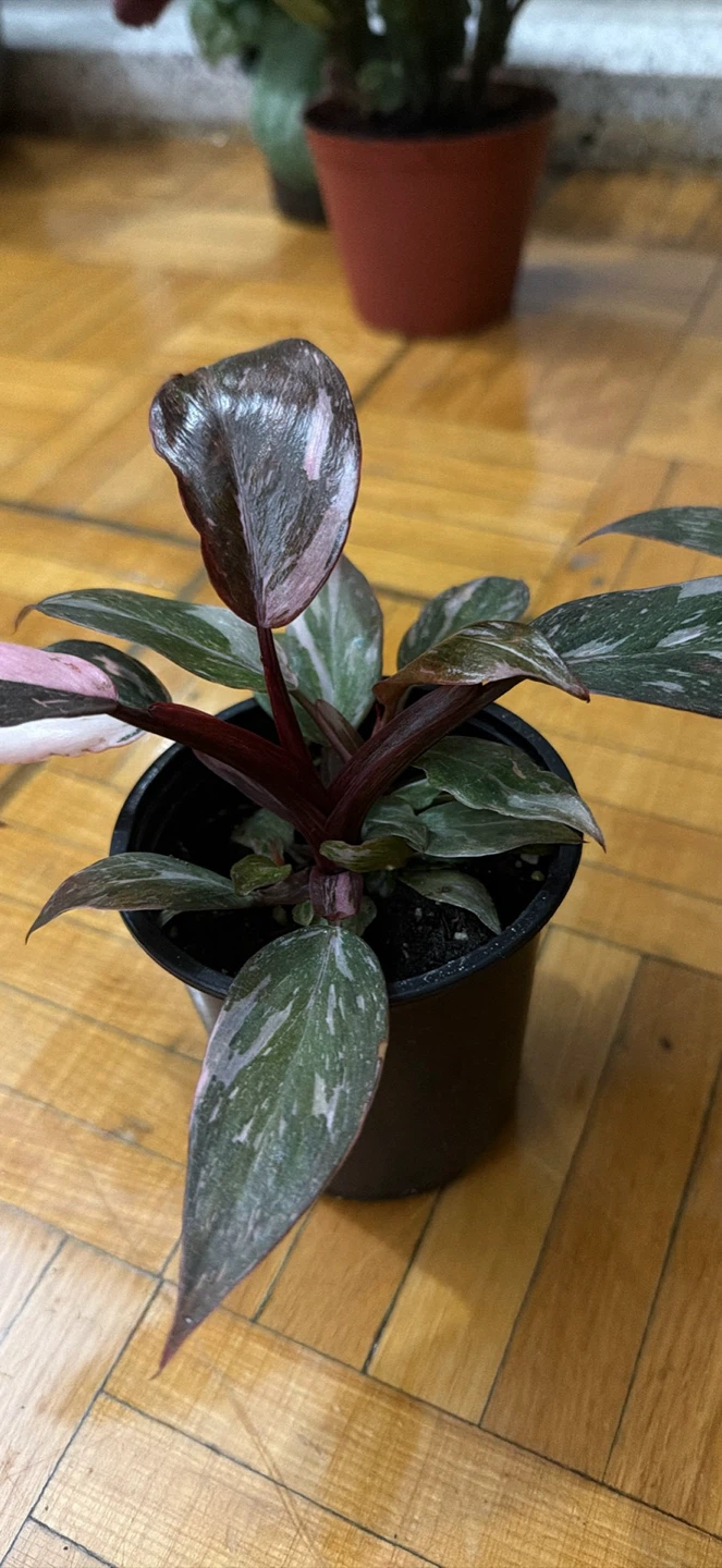 Philodendron Pink Princess - photo 2