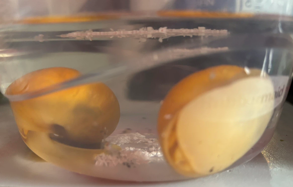 Mystery Snails