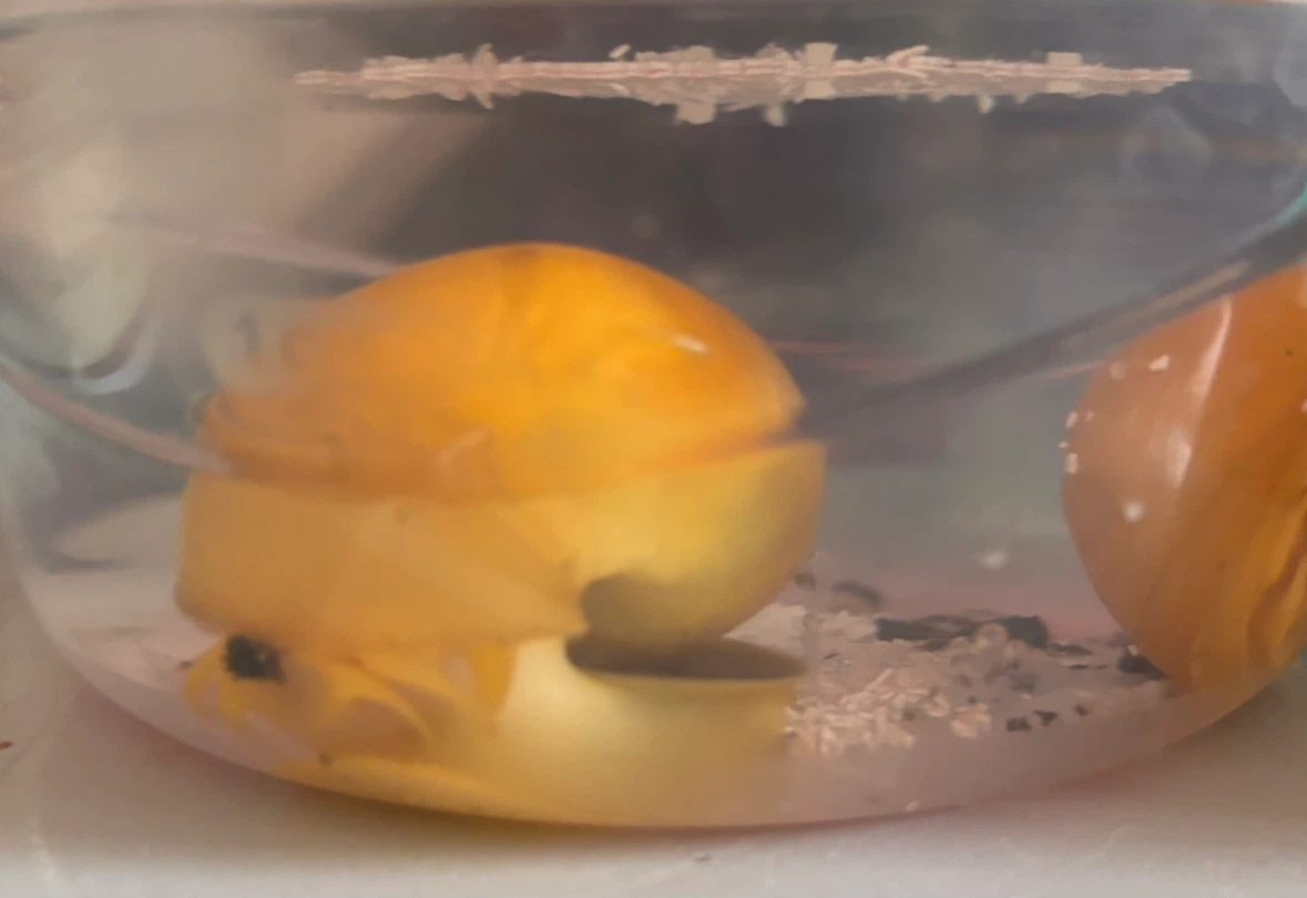 Mystery Snails - photo 2