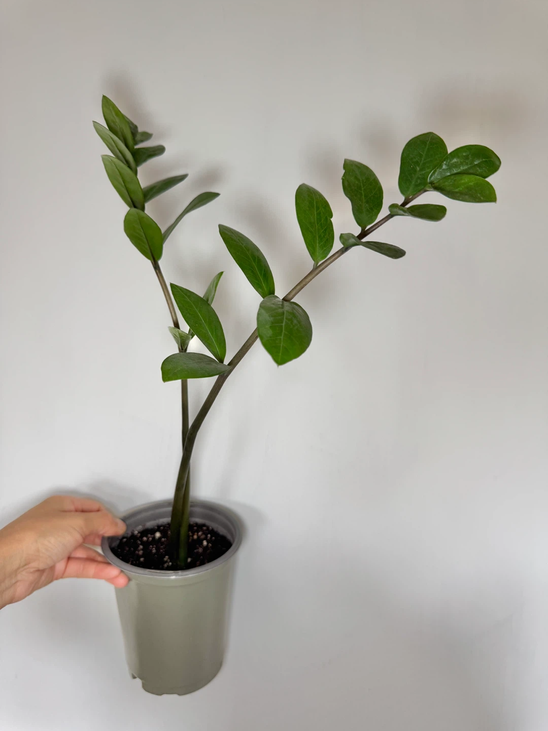 ZZ Plant - 2 Stalks