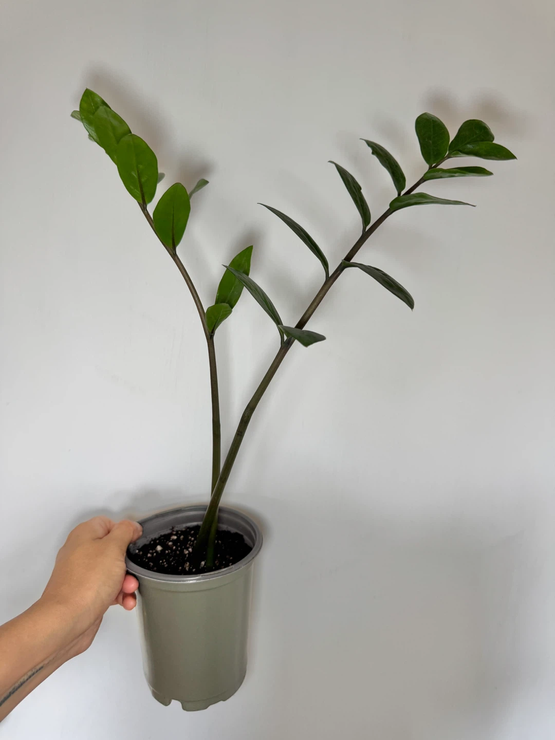 ZZ Plant - 2 Stalks - photo 2
