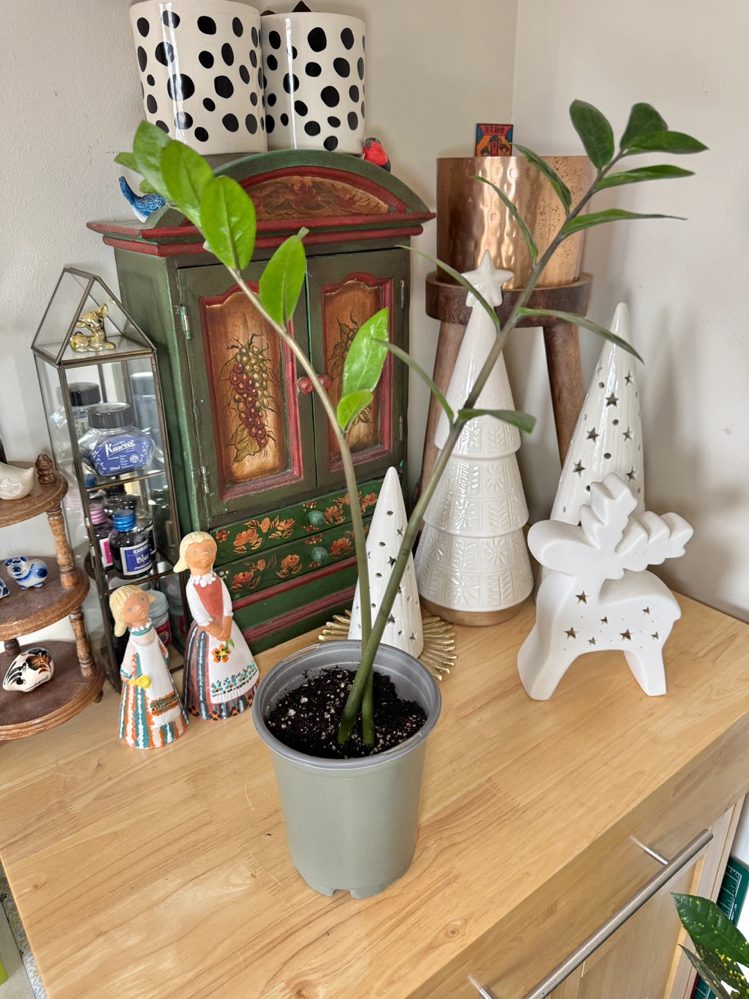 ZZ Plant - 2 Stalks - photo 3