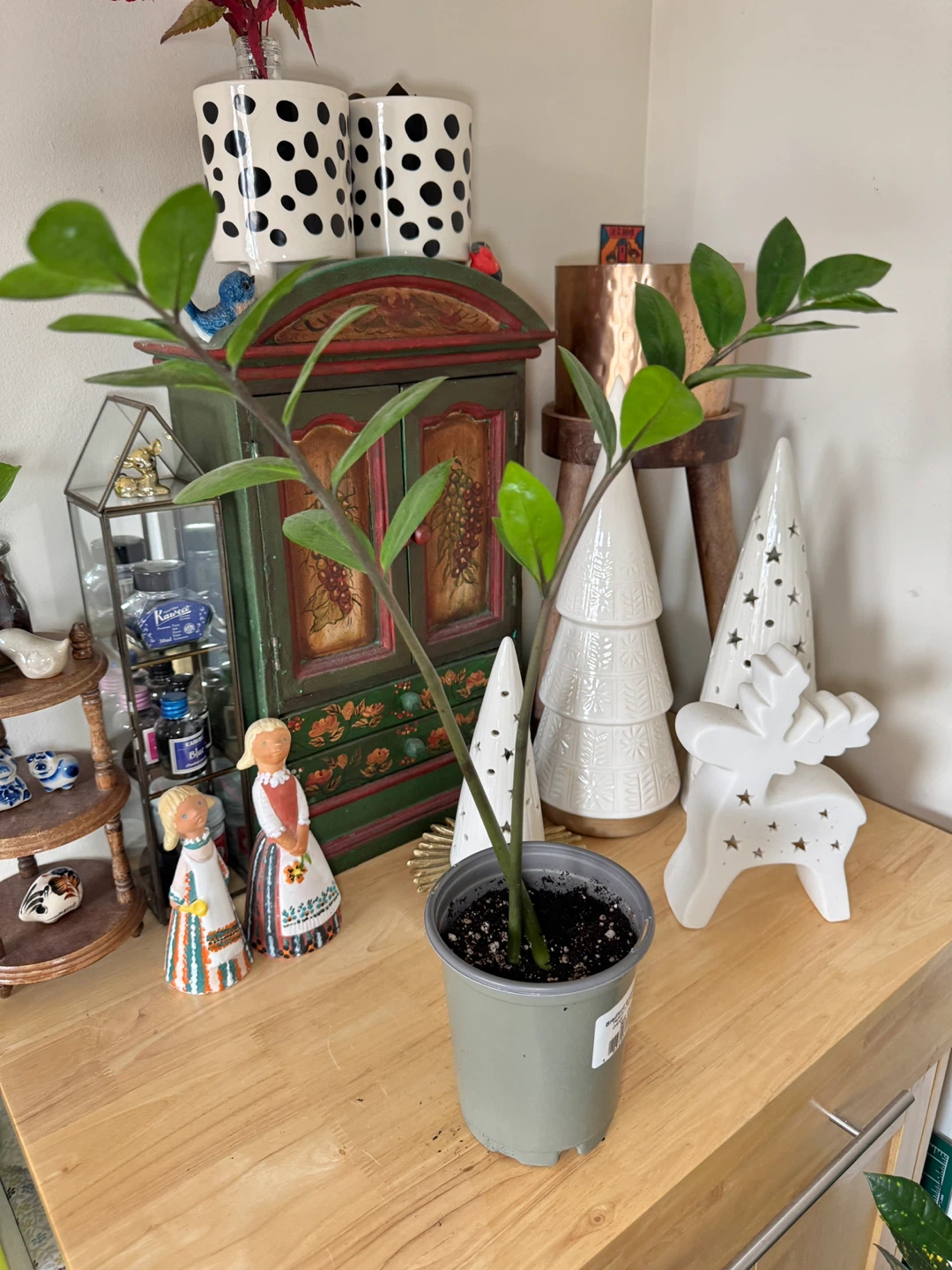 ZZ Plant - 2 Stalks - photo 4
