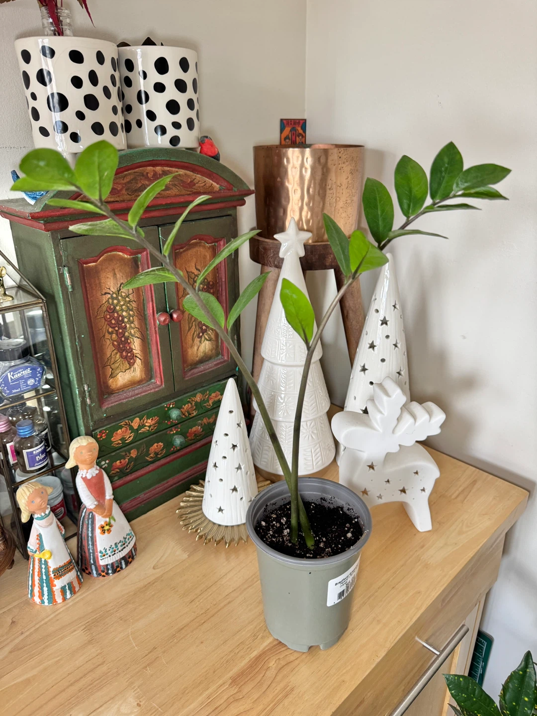 ZZ Plant - 2 Stalks - photo 5