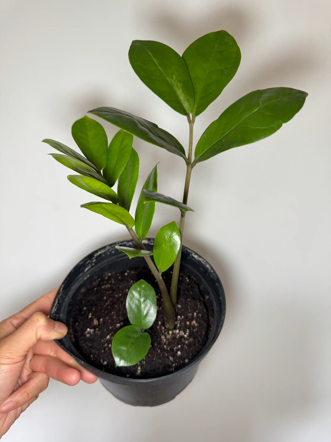 ZZ Plant - 2 Stalks and 1 Baby Sprout
