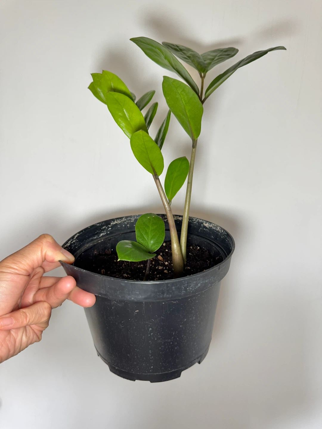 ZZ Plant - 2 Stalks and 1 Baby Sprout - photo 2