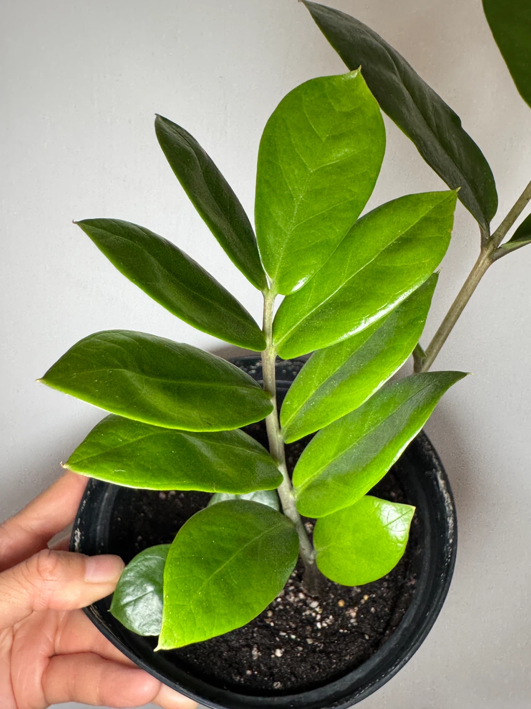 ZZ Plant - 2 Stalks and 1 Baby Sprout - photo 3