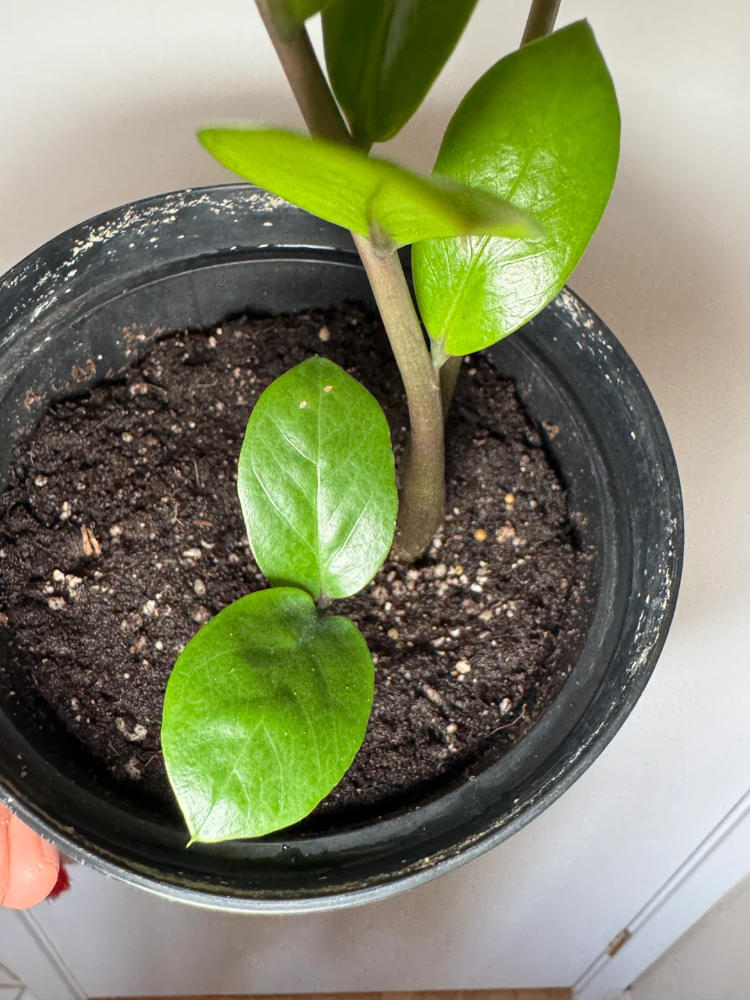 ZZ Plant - 2 Stalks and 1 Baby Sprout - photo 4