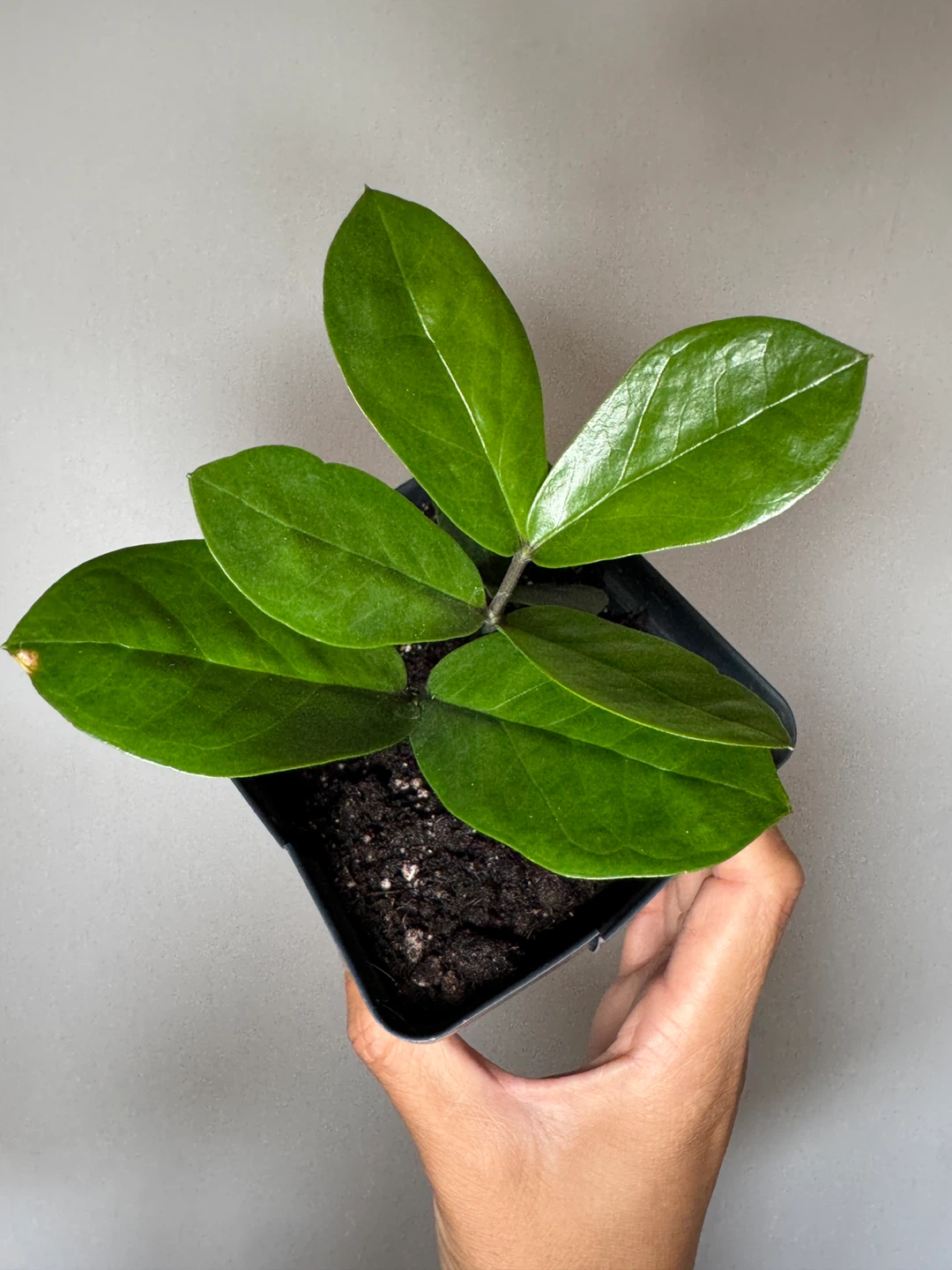 ZZ Plant - Small Cuttings