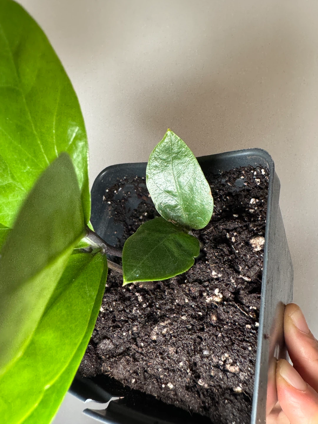 ZZ Plant - Small Cuttings - photo 2