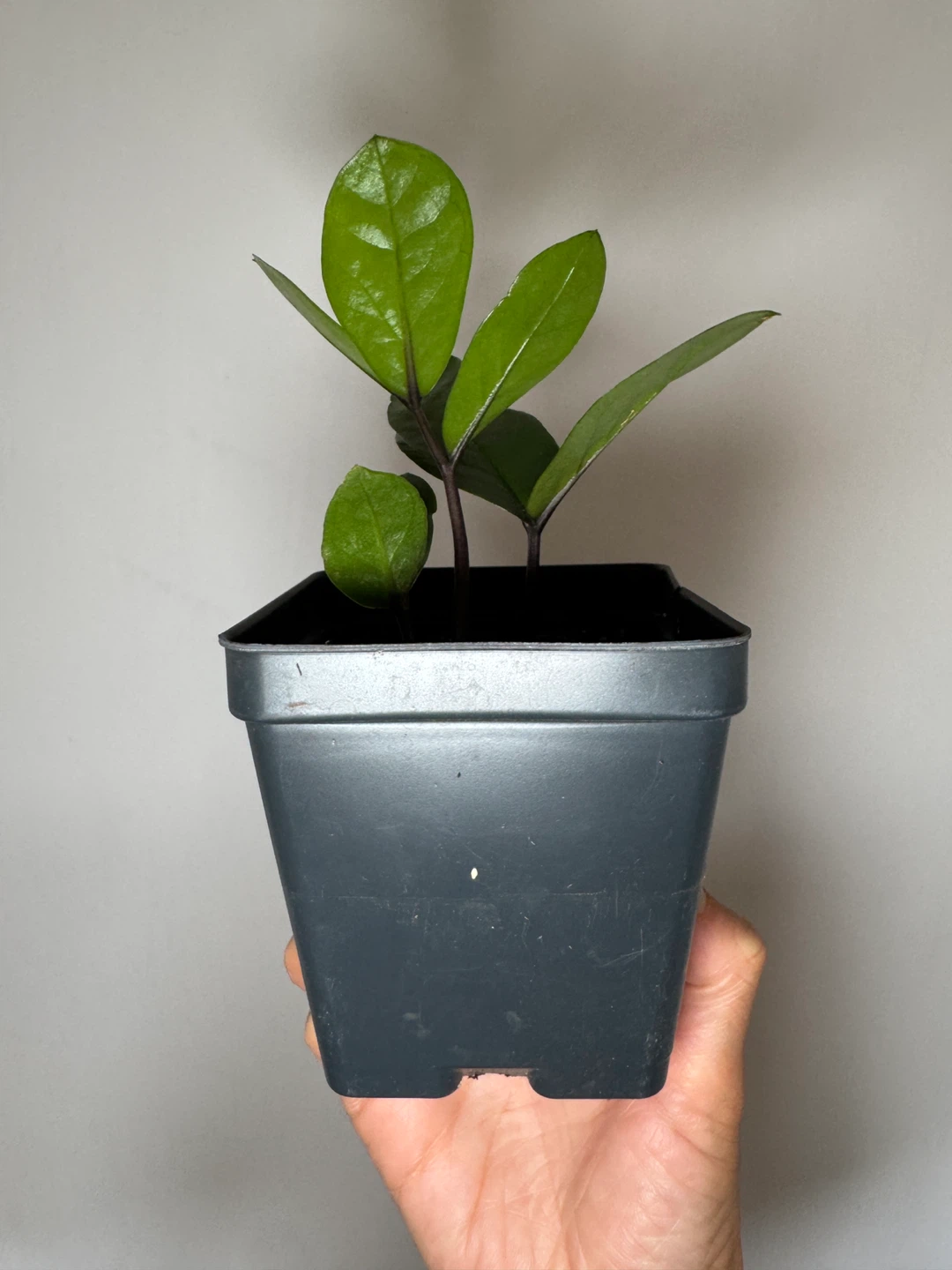 ZZ Plant - Small Cuttings - photo 3