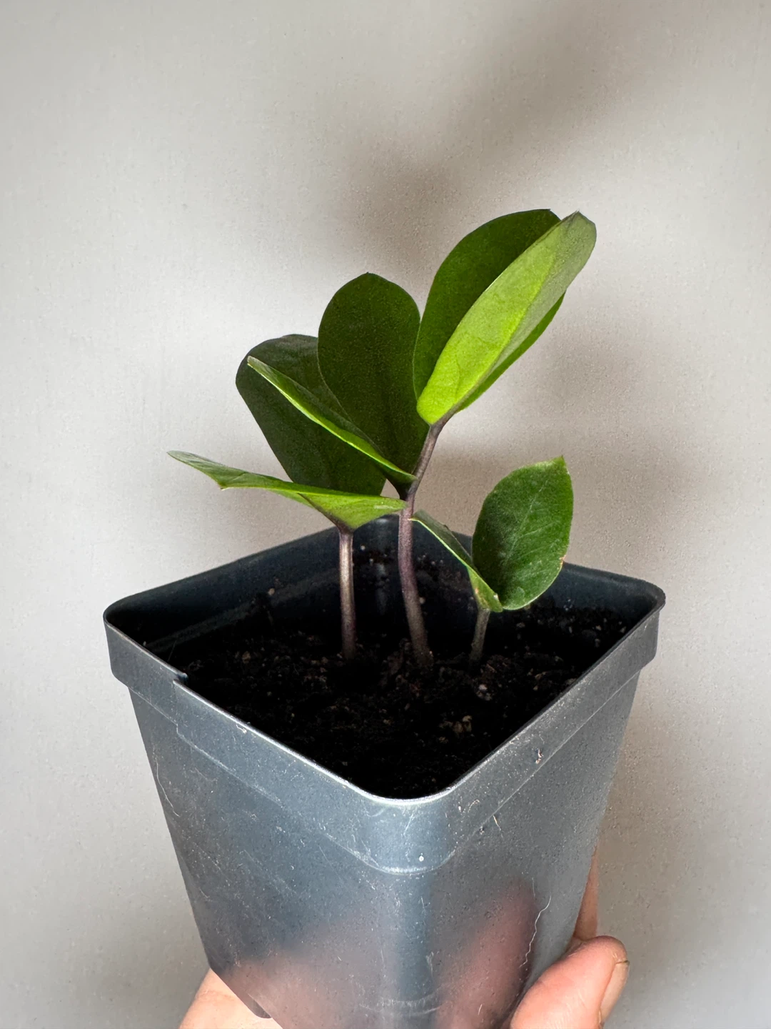 ZZ Plant - Small Cuttings - photo 4