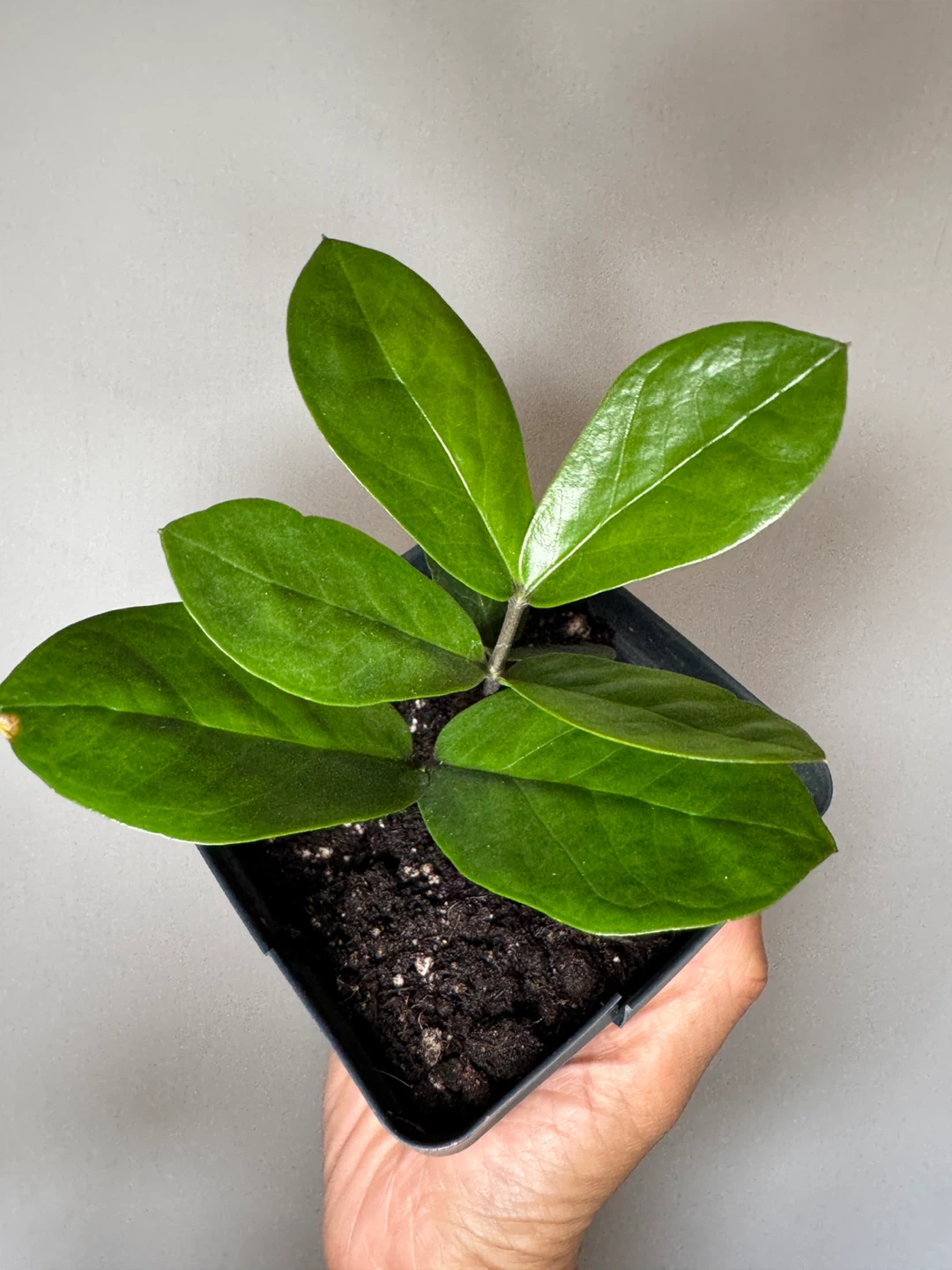 ZZ Plant - Small Cuttings - photo 5
