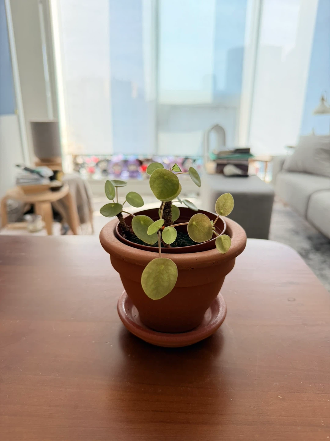 Pilea peperomioides in terracotta pot