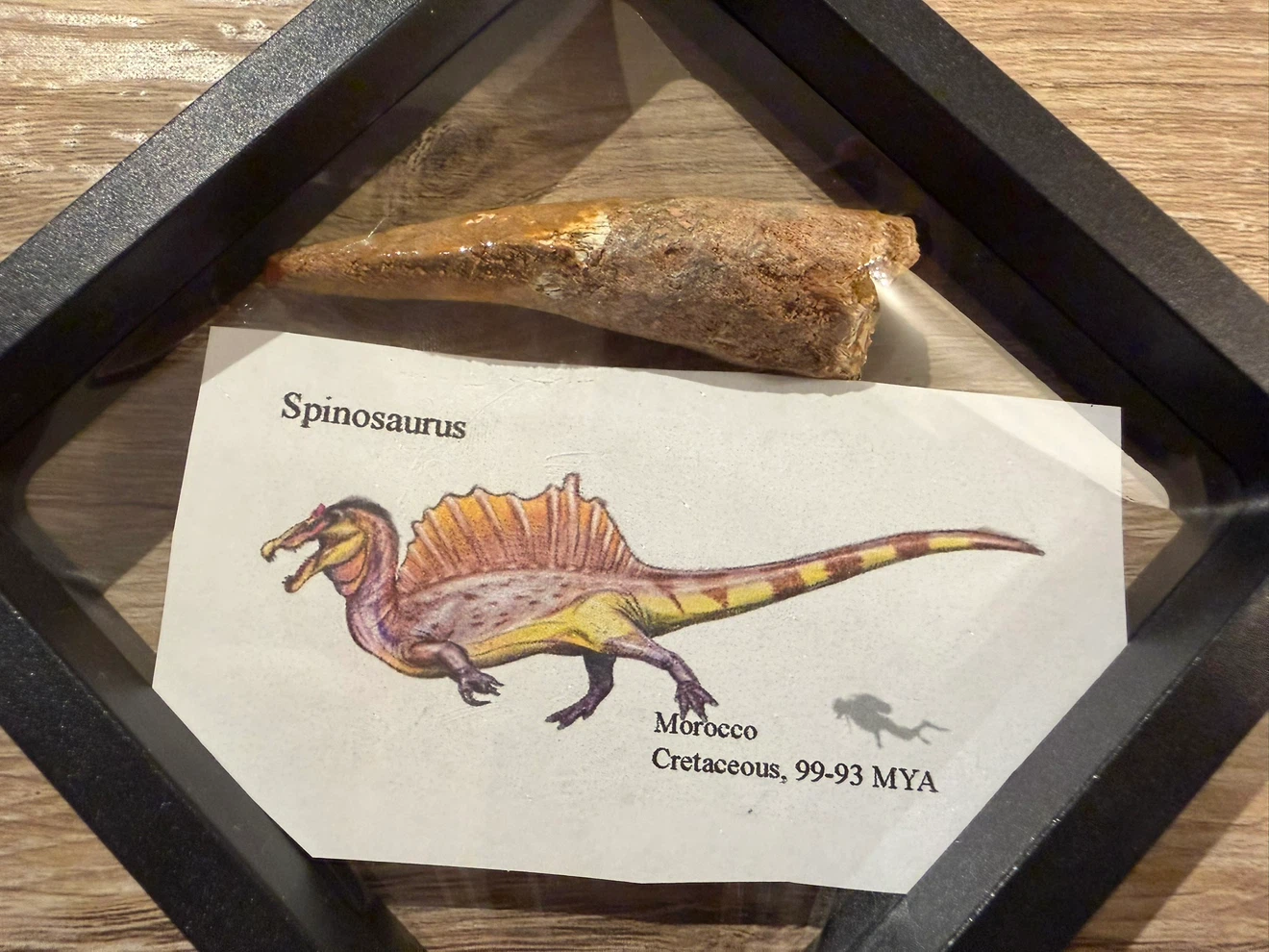 Authentic Spinosaurus Fossil Tooth from Morocco