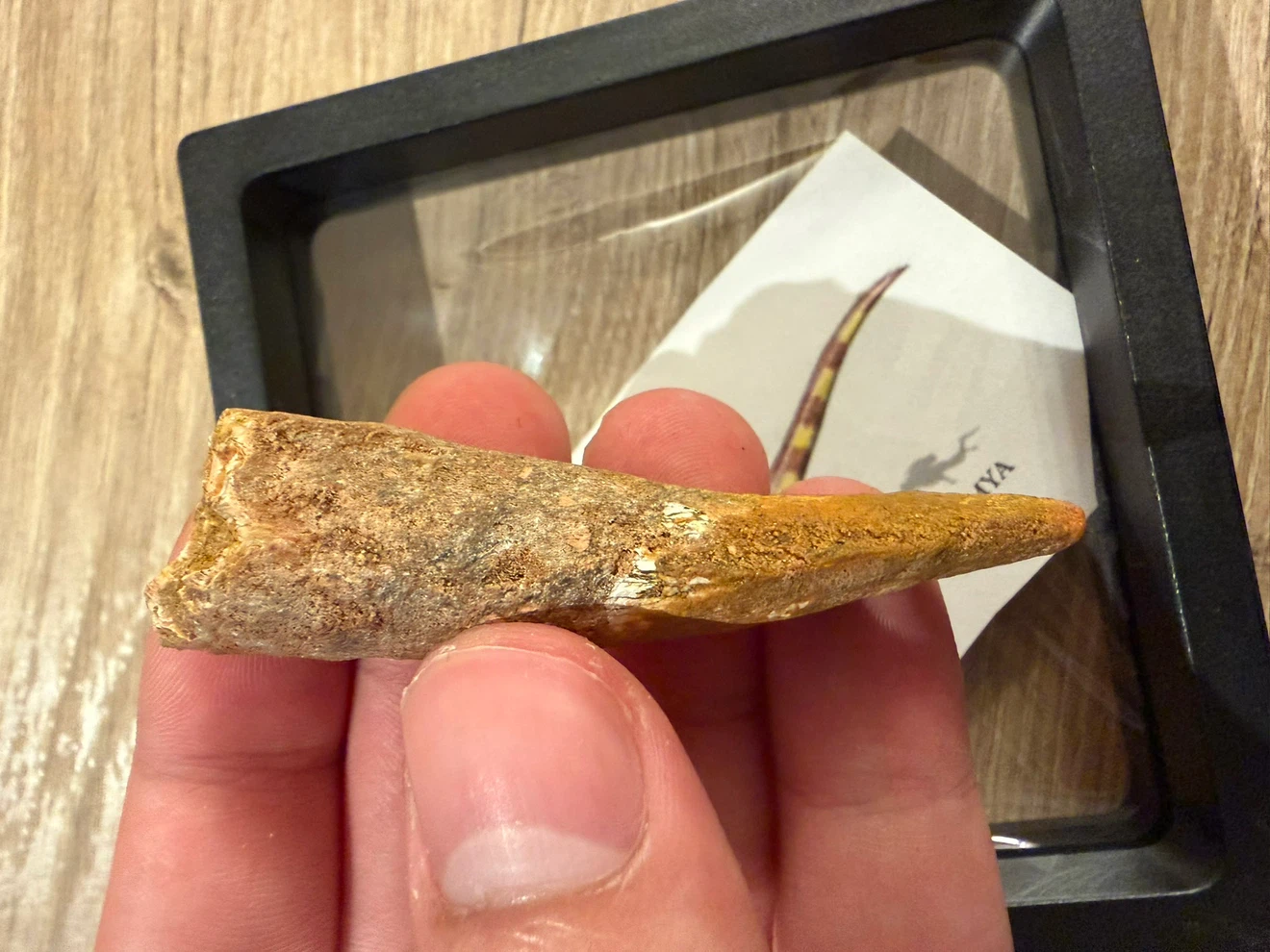 Authentic Spinosaurus Fossil Tooth from Morocco - photo 2