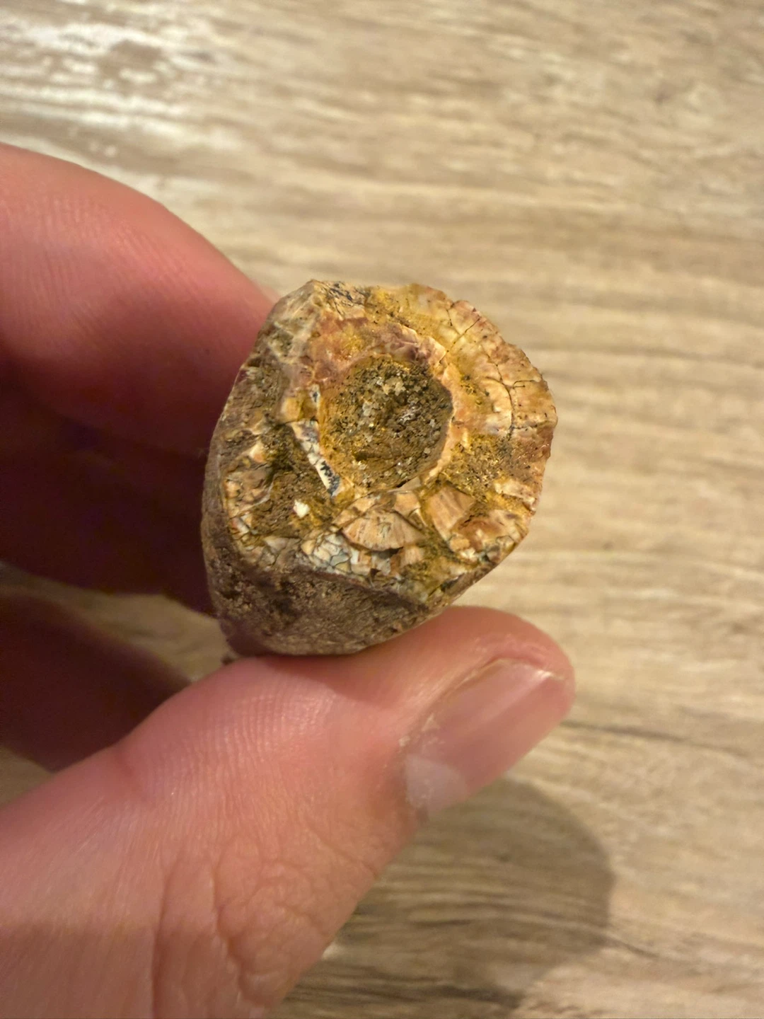 Authentic Spinosaurus Fossil Tooth from Morocco - photo 3