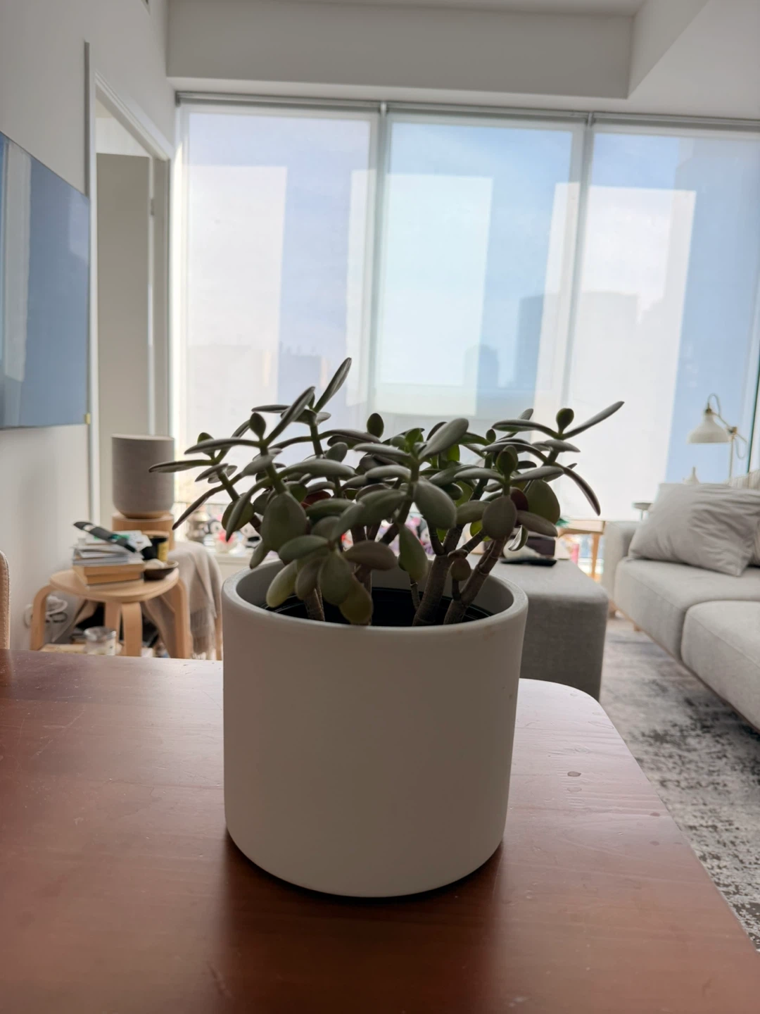 Jade plant in white pot