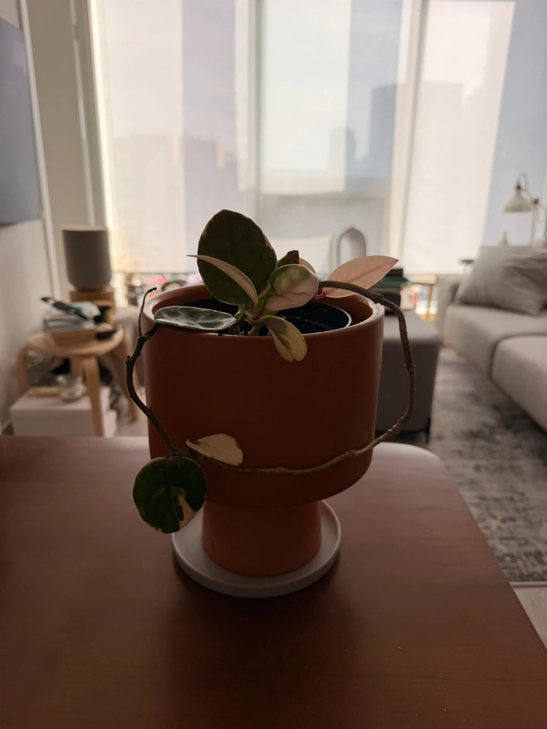 Hoya Carnosa Krimson Queen in Terracotta Pot