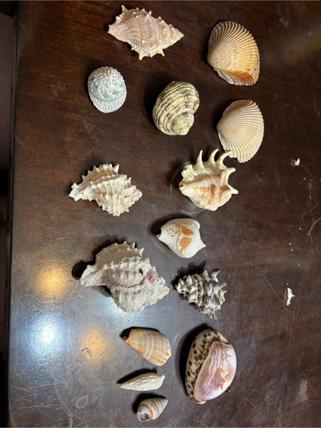 Batch of rare and decorated seashells