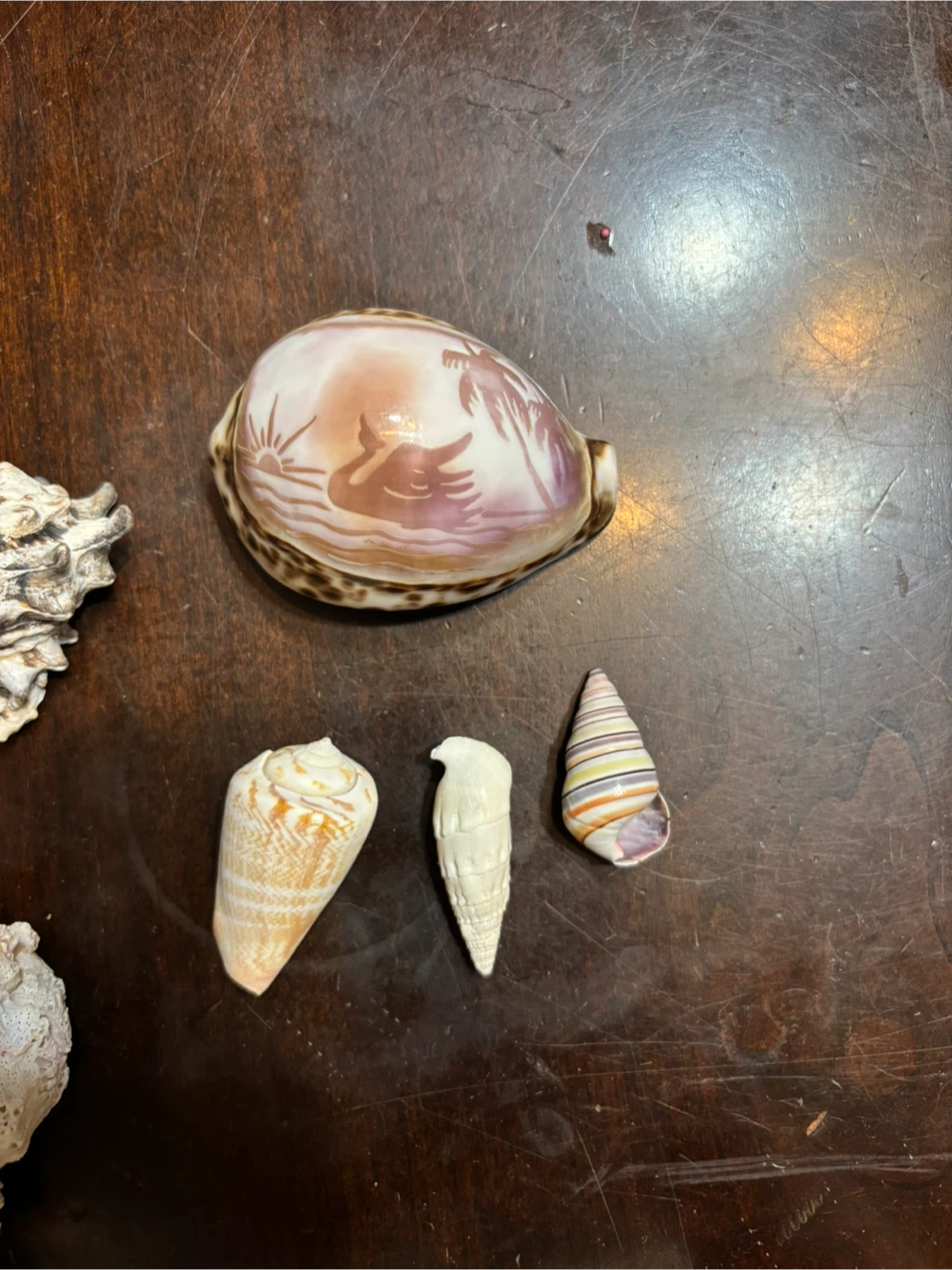 Batch of rare and decorated seashells - photo 2