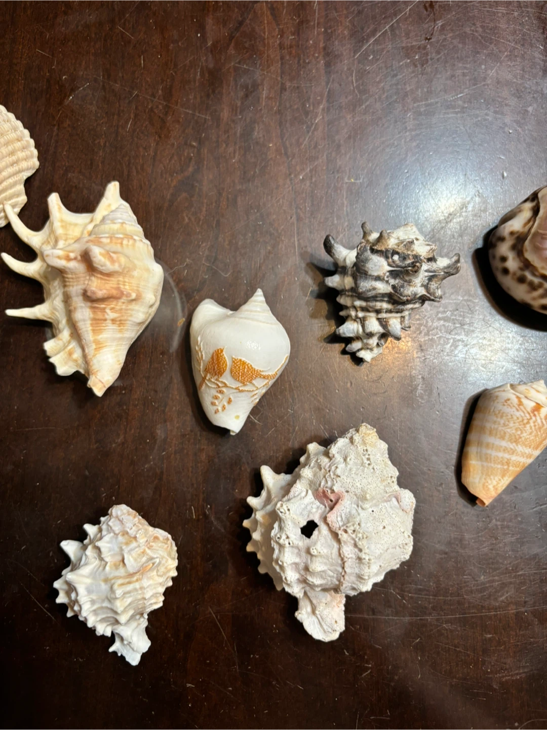 Batch of rare and decorated seashells - photo 3