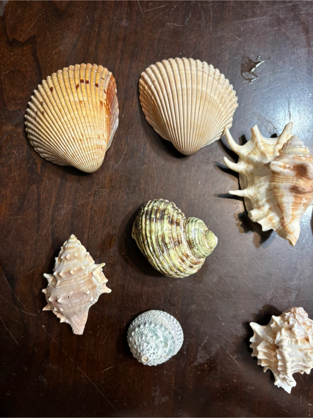 Batch of rare and decorated seashells - photo 4