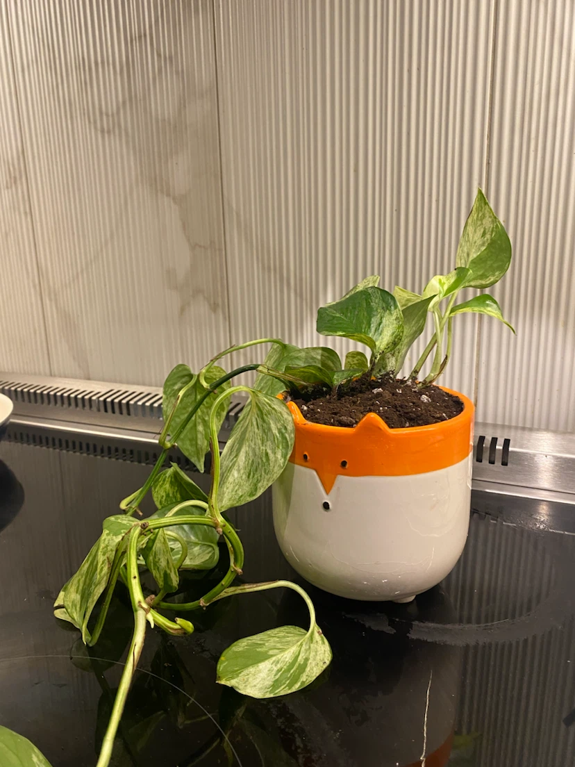 Marble Pothos in Fox Ceramic Planter - Money plant