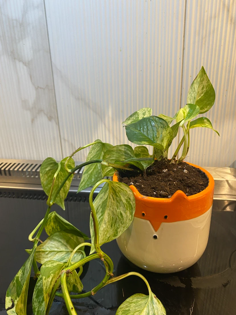 Marble Pothos in Fox Ceramic Planter - Money plant - photo 2