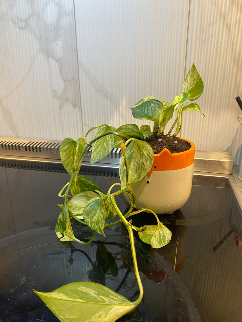 Marble Pothos in Fox Ceramic Planter - Money plant - photo 3