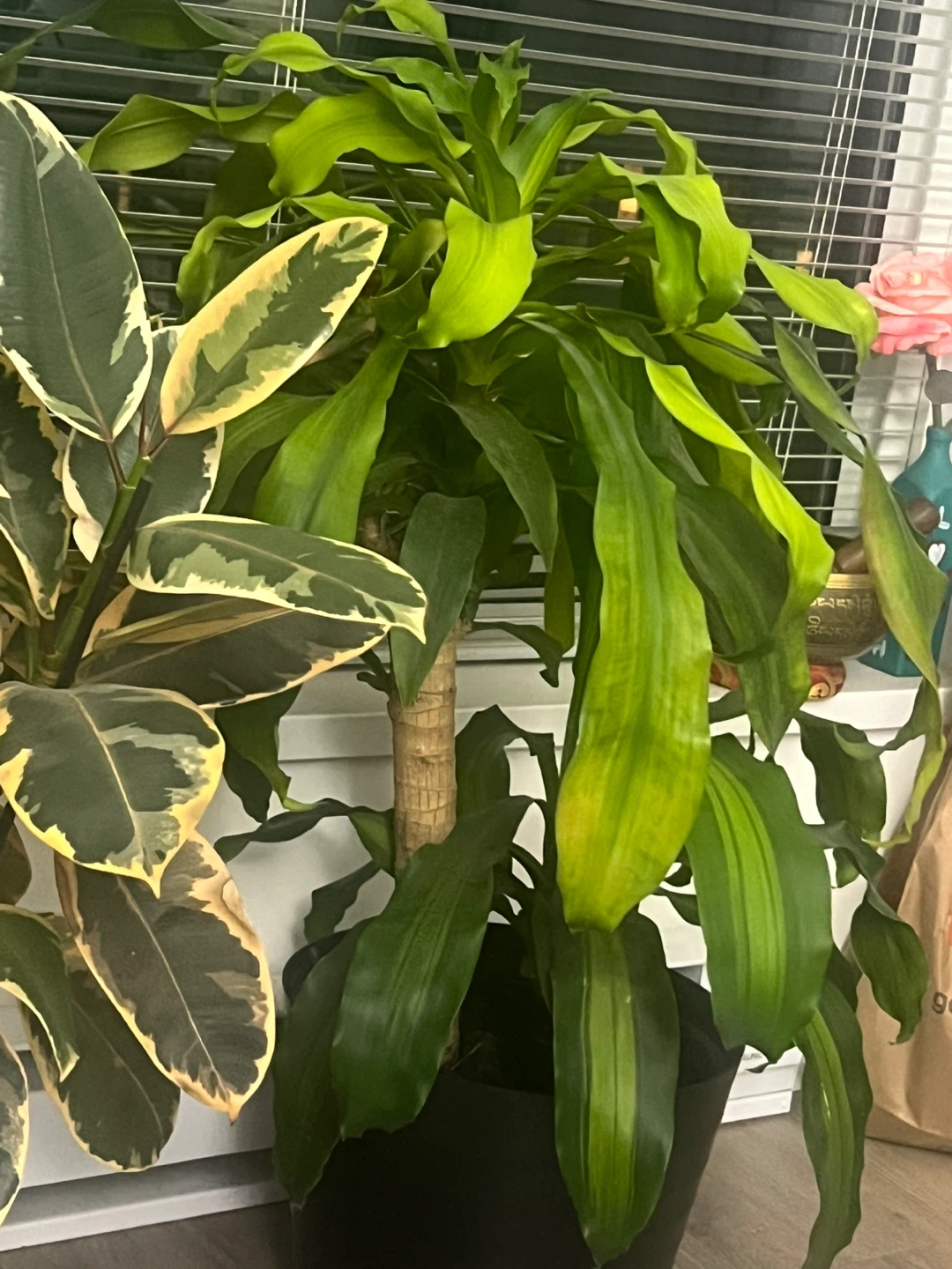 Variegated Rubber Plant and Dracaena - photo 3