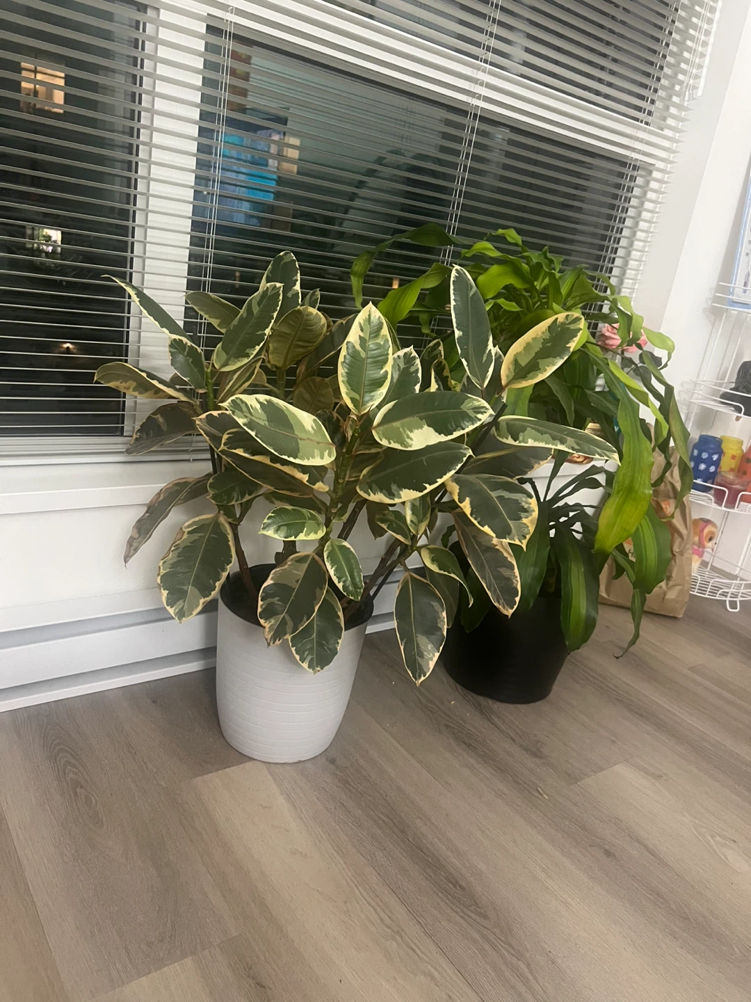 Variegated Rubber Plant and Dracaena