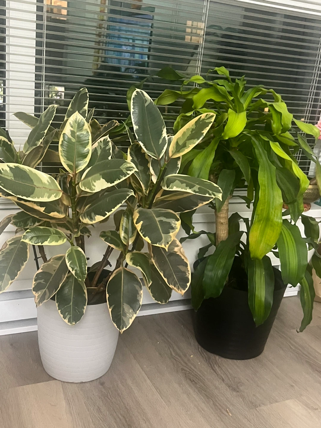 Variegated Rubber Plant and Dracaena - photo 2