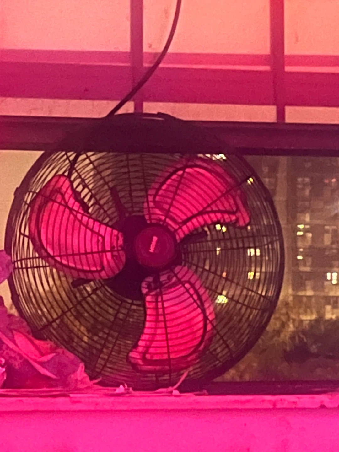 Fan