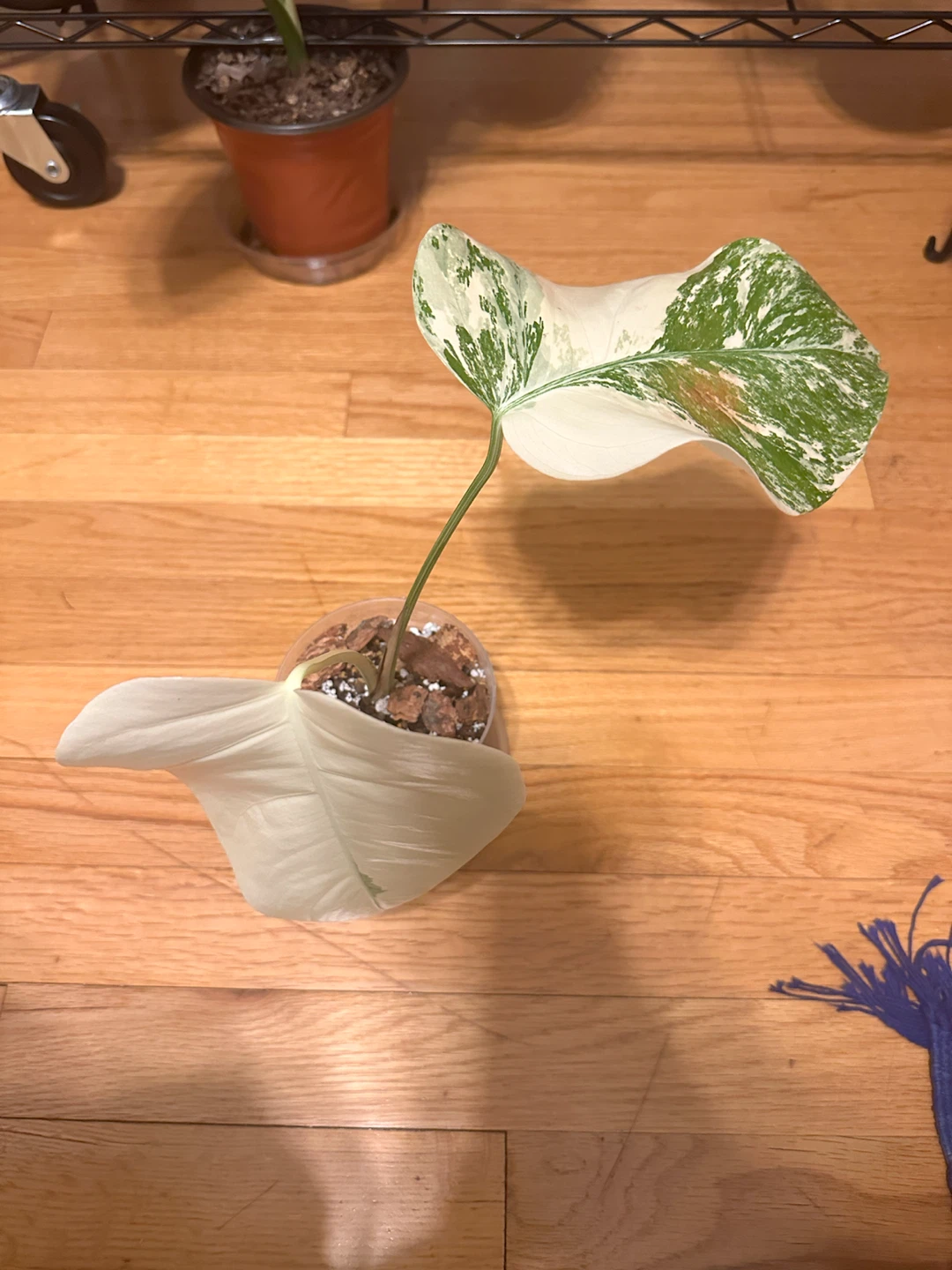 Monstera Albo Variegated Plant