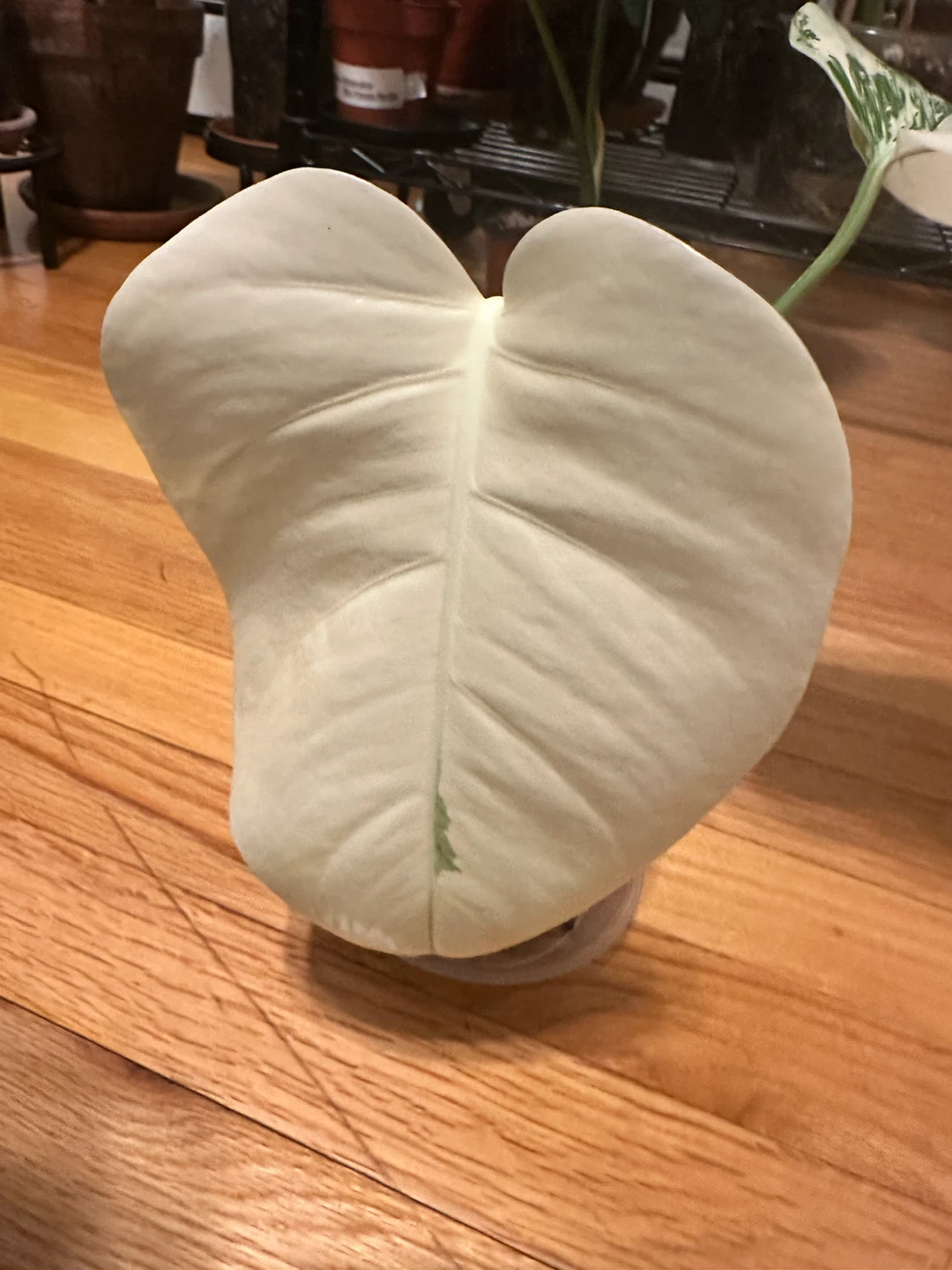 Monstera Albo Variegated Plant - photo 2