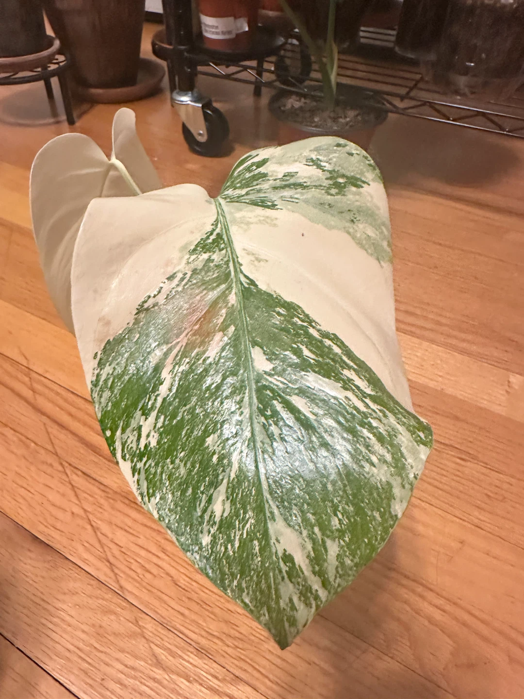 Monstera Albo Variegated Plant - photo 3