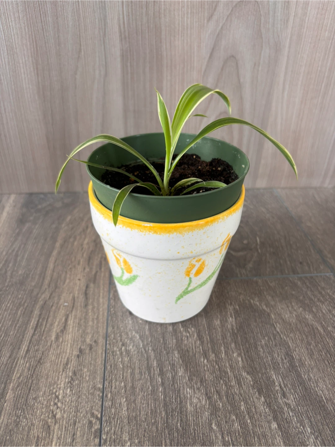 Variegated Spider Plant in Decorative Pot