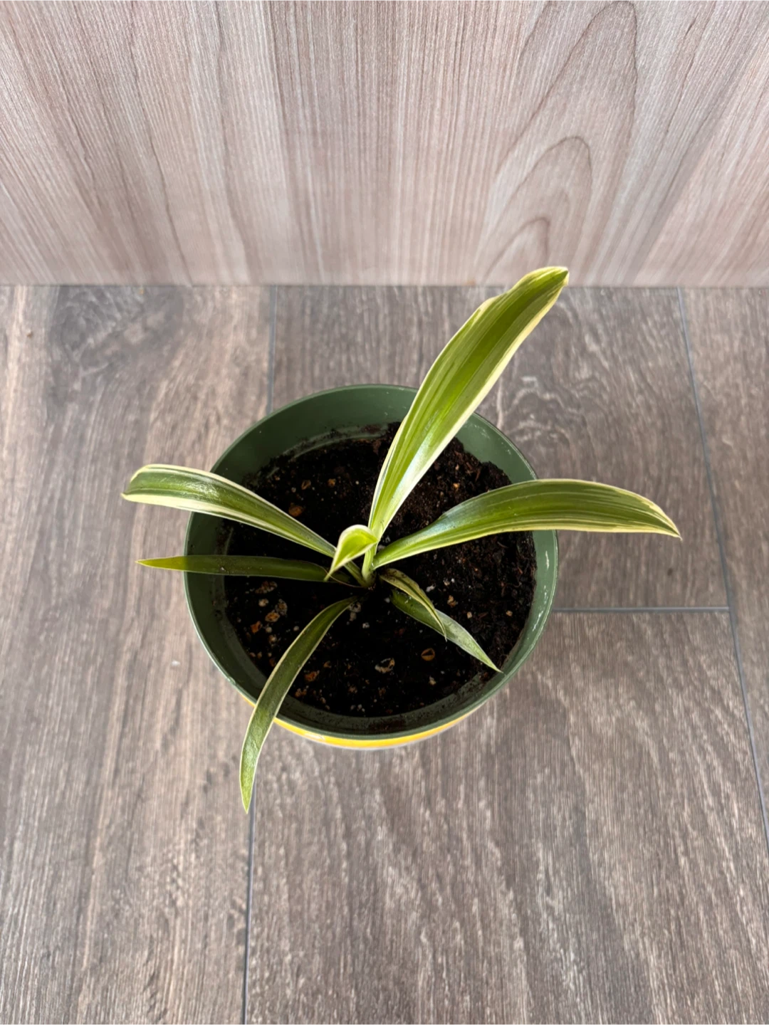 Variegated Spider Plant in Decorative Pot - photo 2