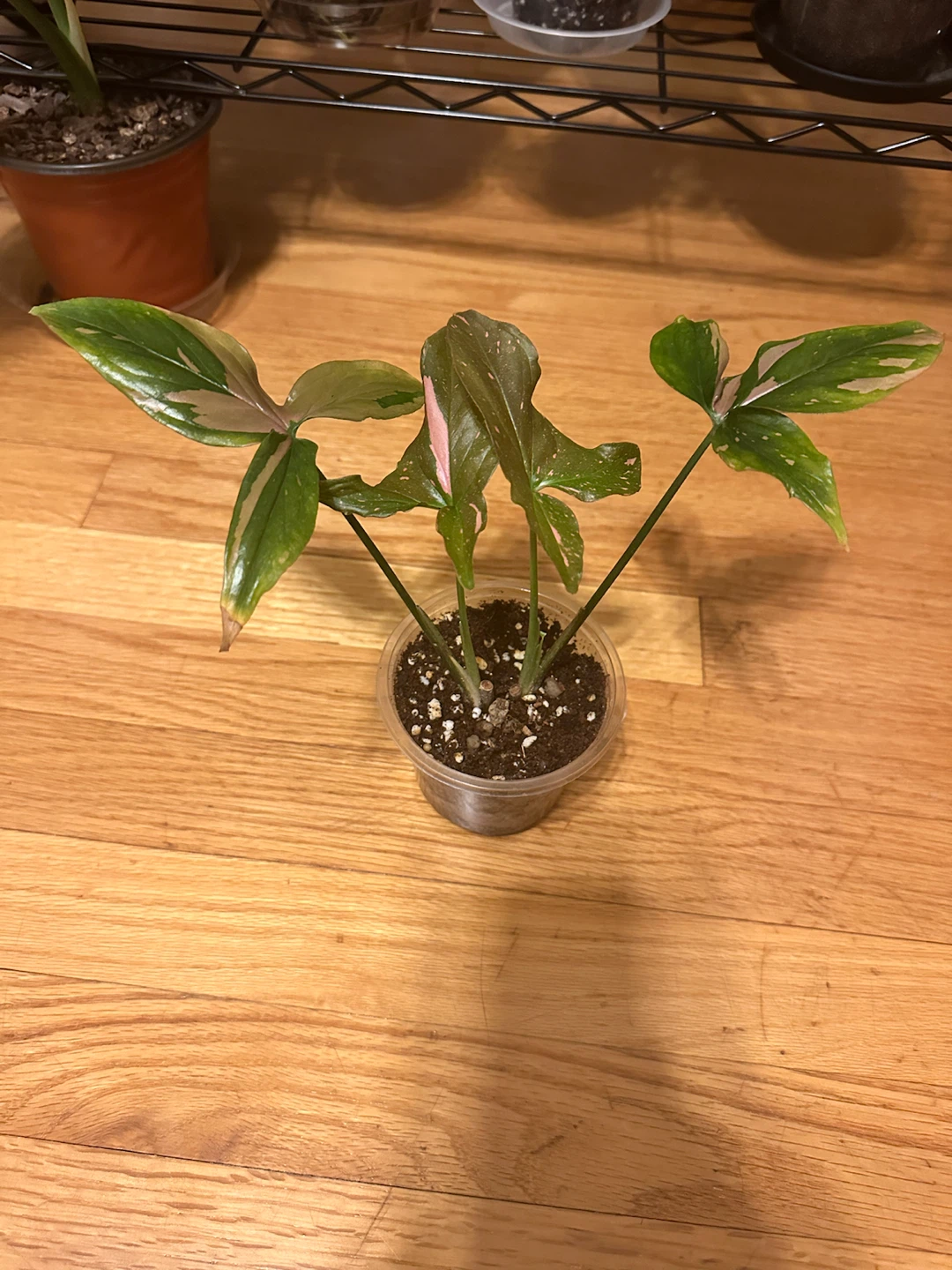 Syngonium Pink Splash