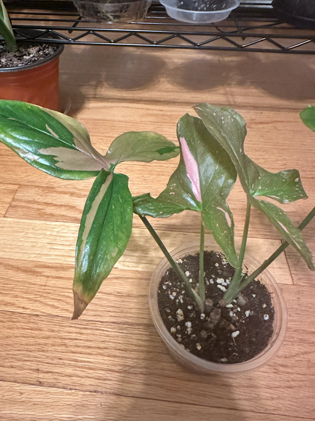Syngonium Pink Splash - photo 2