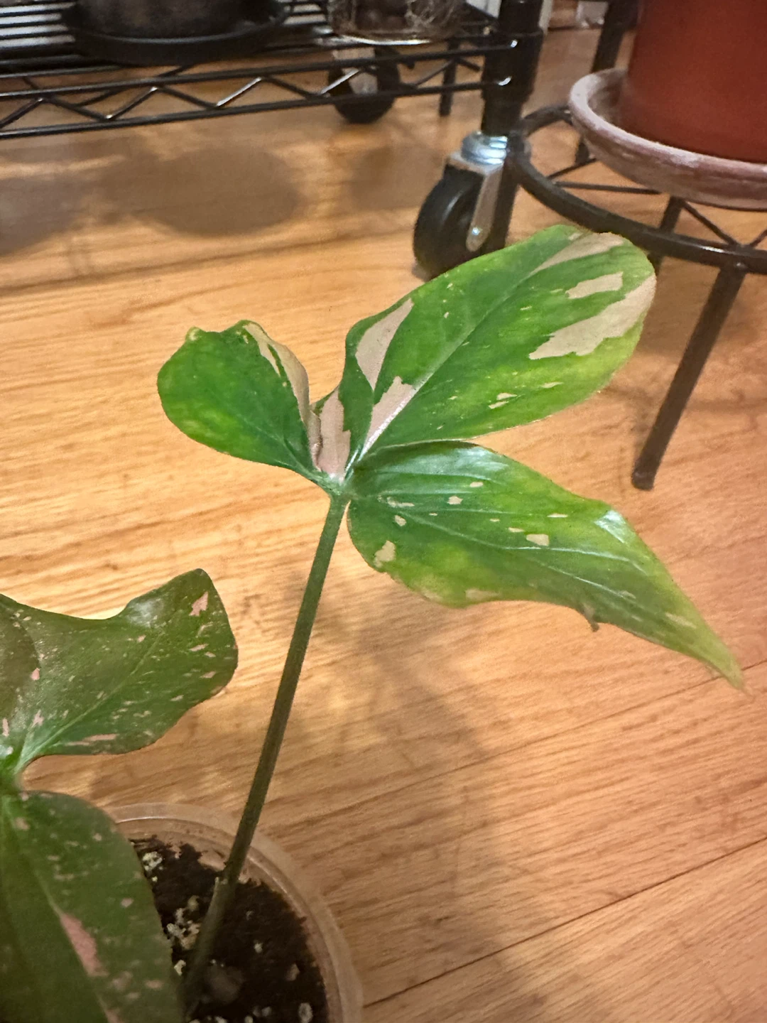 Syngonium Pink Splash - photo 4